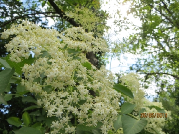 cascata di fiori bianchi: Sambucus nigra (Dipsacales Adoxaceae)